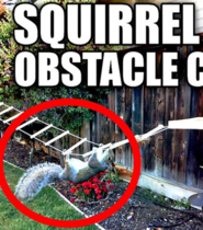Building the Perfect Squirrel Proof Bird Feeder